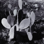 A Future Life (Cactus), 2006