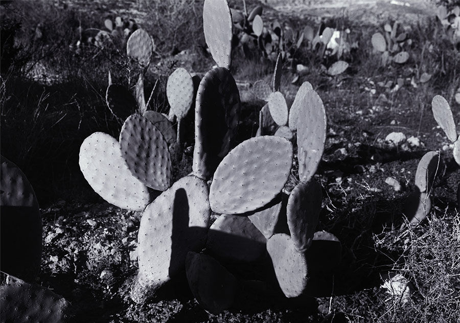 A Future Life (Cactus), 2006