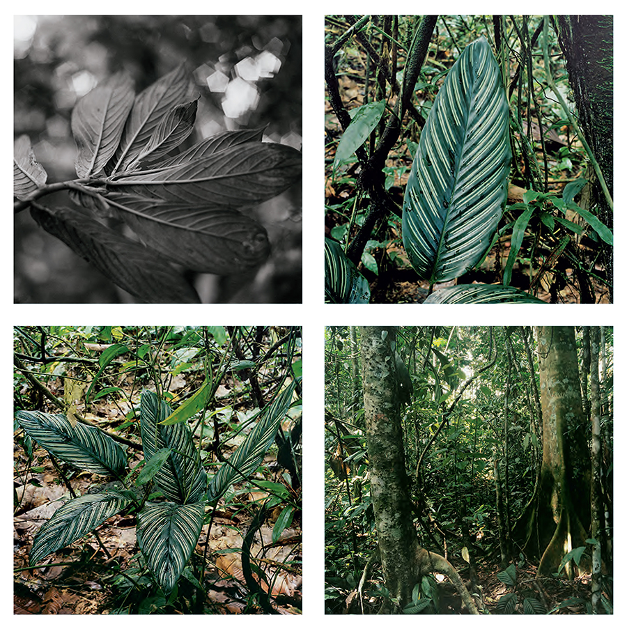Fertile Forest, 2013-15